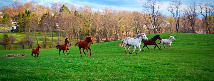 Horses