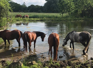 Horses Drinking