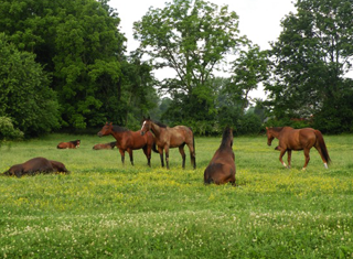 Horses in Field