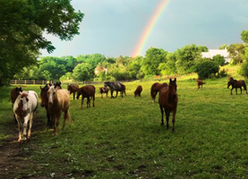Horses in a Field