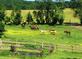 Riders and Horses